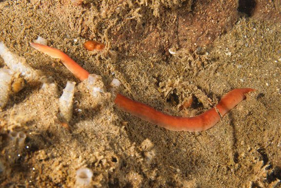 Представитель Семейства Amphiporidae